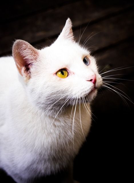 Bild Katze