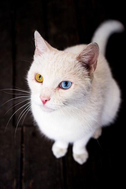 Bild Katze (2)