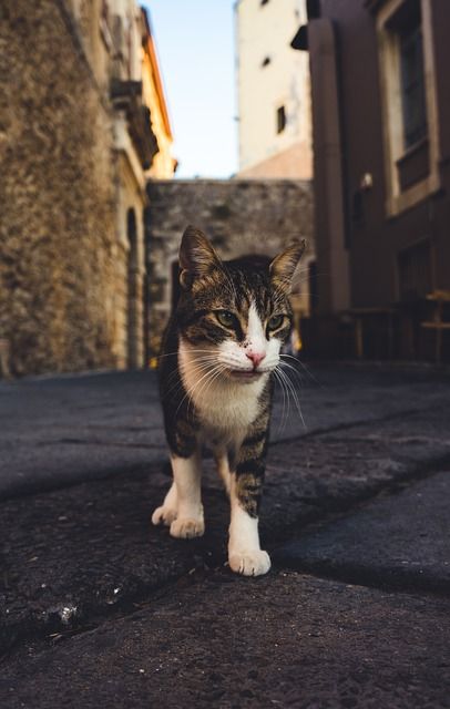 Bild Katze (3)