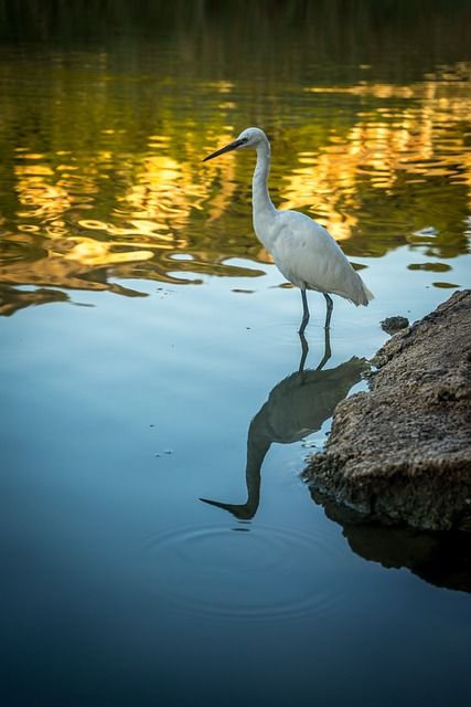 Bild Silberreiher