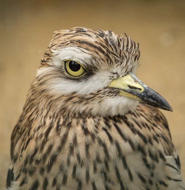 Bild Vogel (2)
