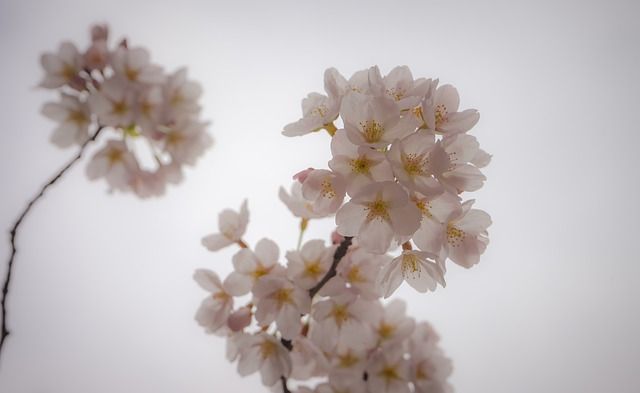 Bild Kirschblüten