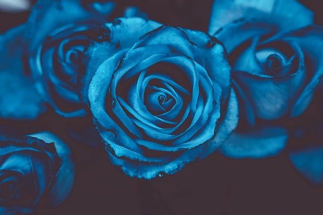 Bild Blaue Rosen