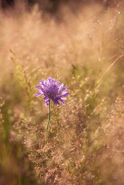 Bild Scabious