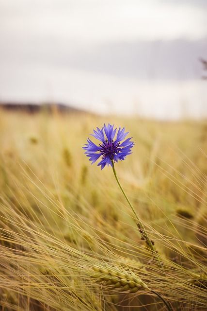 Bild Kornblume