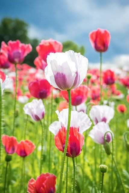 Bild Mohnblume