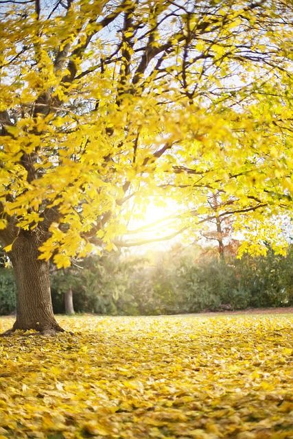 Bild Herbst (1)