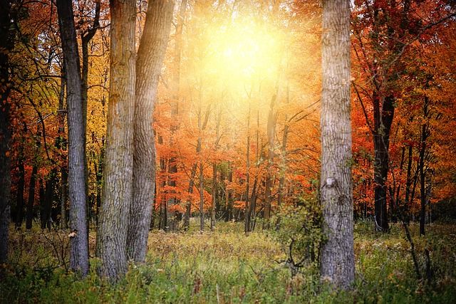 Bild Herbst (2)