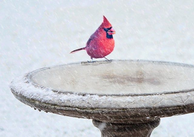 Bild Cardinal (1)
