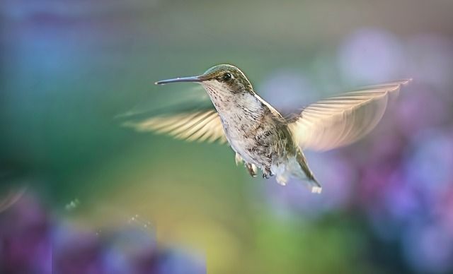 Bild Kolibri