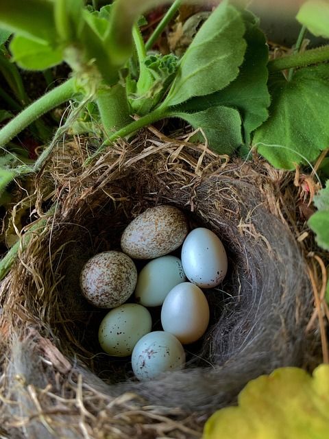 Bild Nest