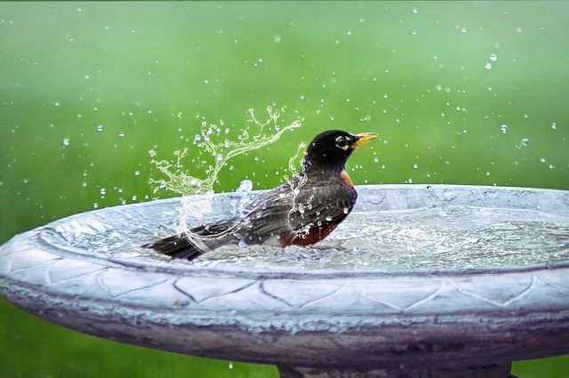 Bild Vogel (3)