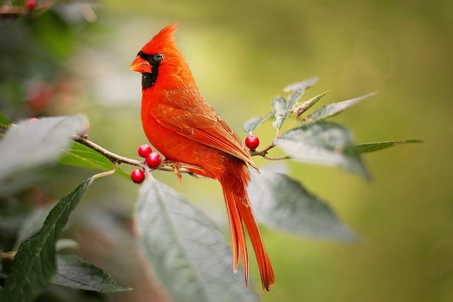 Bild Cardinal (2)