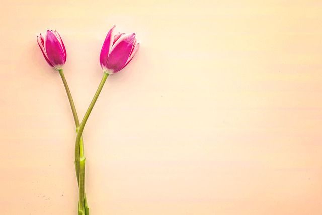 Bild - Tulpe (1)