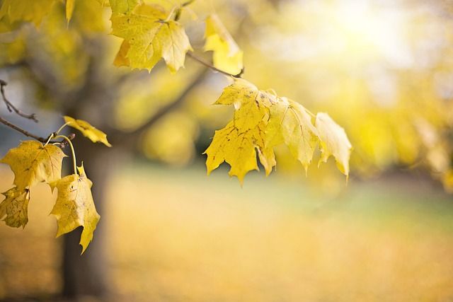 Bild  Herbst (4)