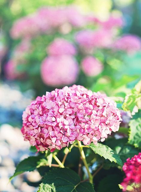 Bild Hortensie