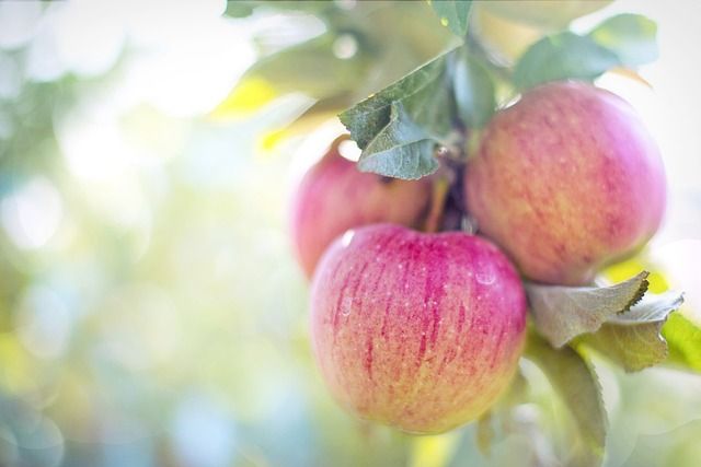 Bild  Apfel