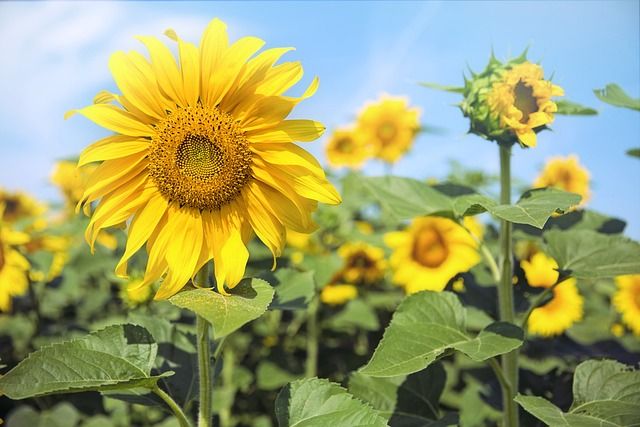 Bild S.Blumen (1)