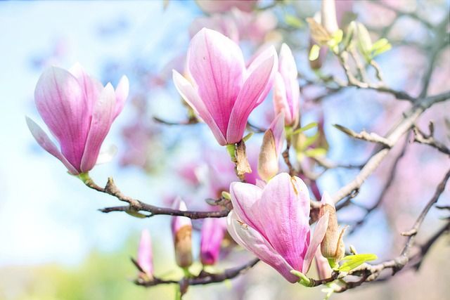 Bild  Magnolie (1)