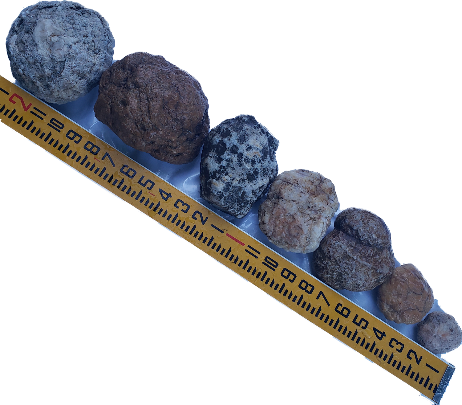 This image shows a line of Kentucky Geodes beside of a largev yellow ruler showing sizes and measurements, Taken by Jennifer Gilpin @ Fishing Creek Rocks in Lincoln County Kentucky.