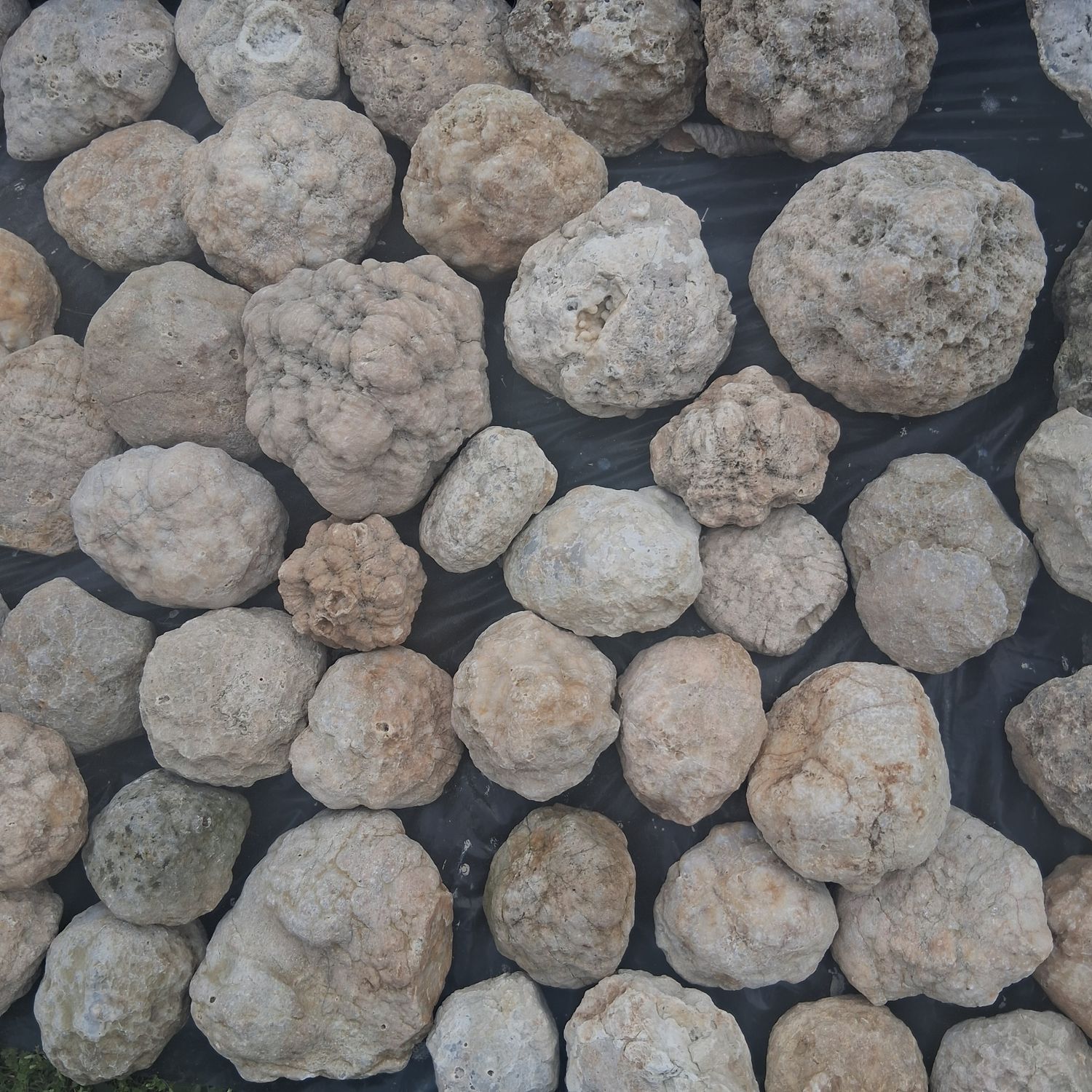 Small Kentucky Geodes Whole Unaltered Natural Crystal Formations