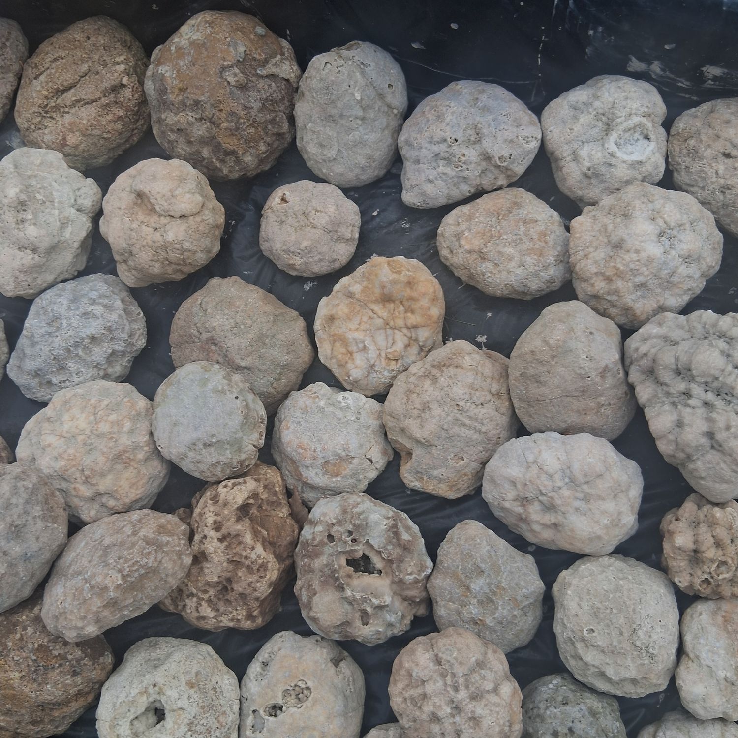 Small Kentucky Geodes Whole Unaltered Natural Crystal Formations