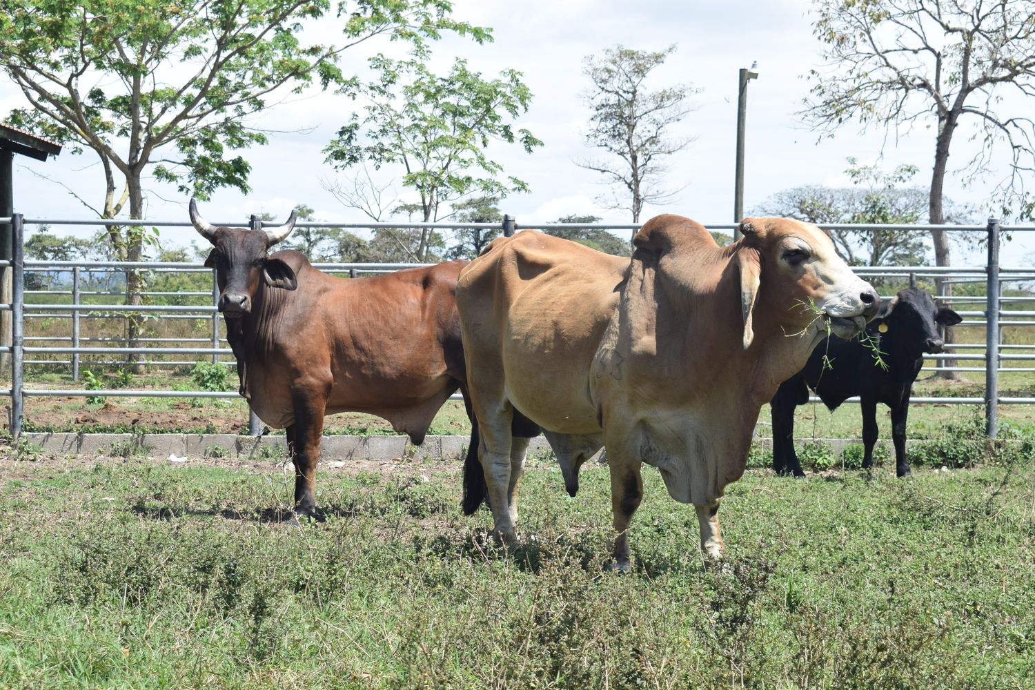 LOTE 03-2025: LOTE DE QUINCE (15) TOROS CATEGORIA C DE DESTAZO.  UBICACIÓN: LEPAGUARE, OLANCHO