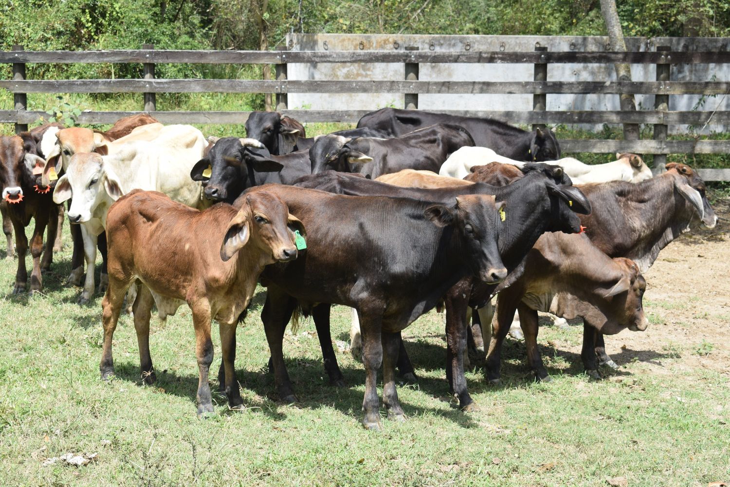 LOTE 07-2025: LOTE DE DIECISEIS (16) TERNEROS DE REPASTO