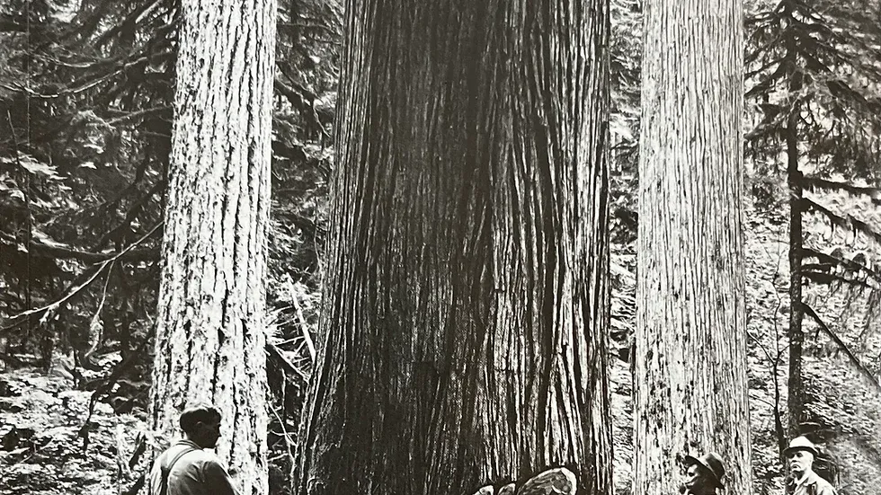 Timber
