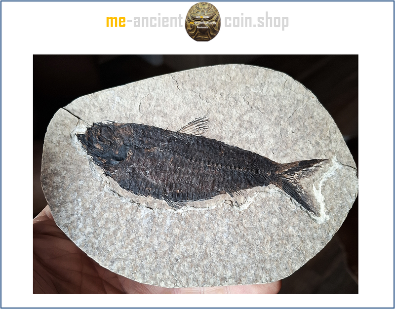 Wyoming, Green River Formation, Herring (Knightia eocaena) fish fossil