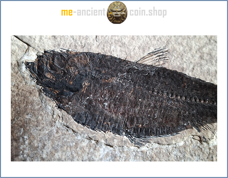 Wyoming, Green River Formation, Herring (Knightia eocaena) fish fossil