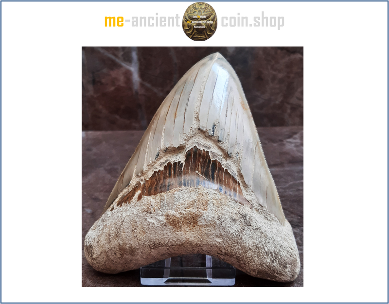 Big Megladon Zahn (fossil thooth), Indonesia 11,7cm! (4.68 in), beautiful colors