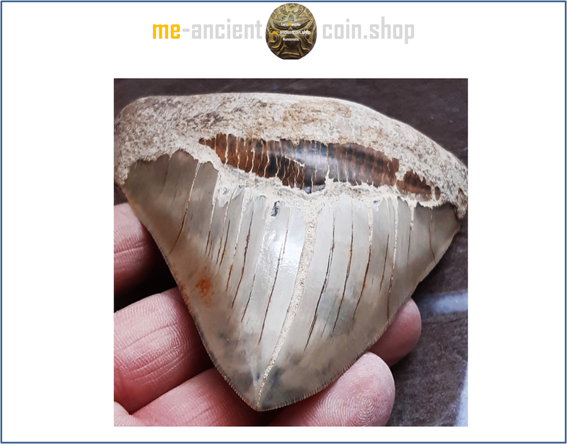 Big Megladon Zahn (fossil thooth), Indonesia 11,7cm! (4.68 in), beautiful colors