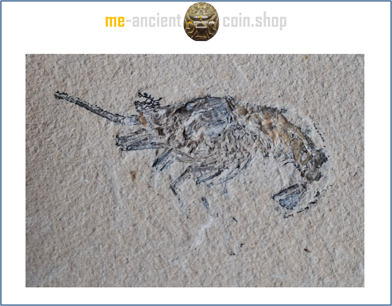 Lebanon, Hajoula shrimp fossil (carpopenaeus) ca. 90 mil. years old