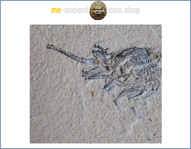 Lebanon, Hajoula shrimp fossil (carpopenaeus) ca. 90 mil. years old