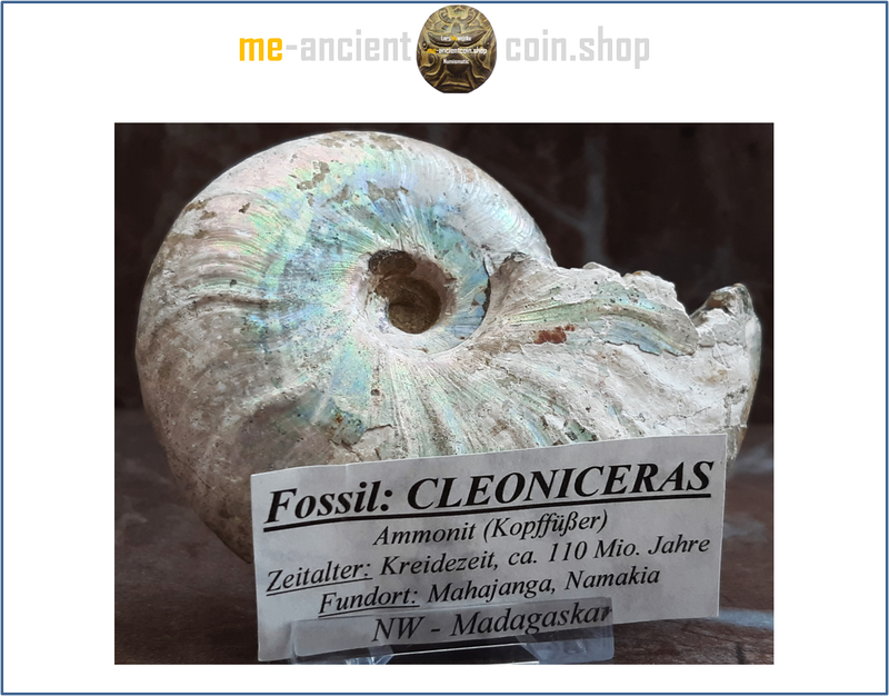 Madagascar, opalized Ammonite fossil (Cleoniceras) 110 mio. years old