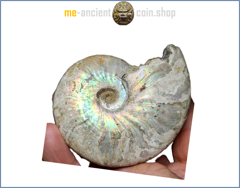 Madagascar, opalized Ammonite fossil (Cleoniceras) 110 mio. years old