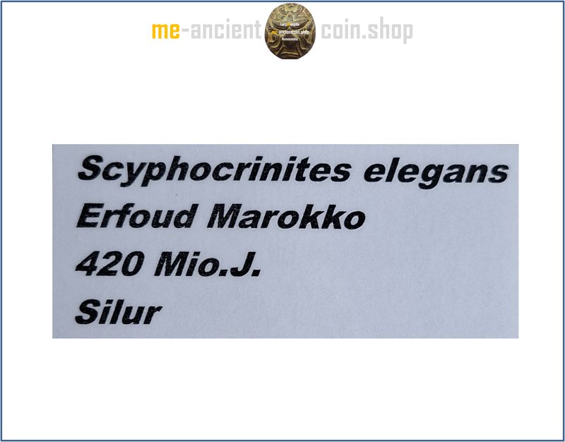 Morocco, See lily (Scyphocrinites elegans) fossil, Silur ca. 420 million years ago