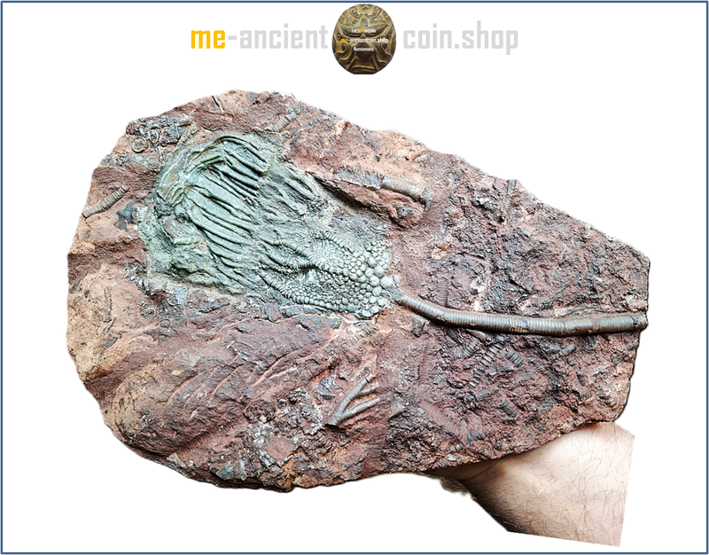 Morocco, See lily (Scyphocrinites elegans) fossil, Silur ca. 420 million years ago