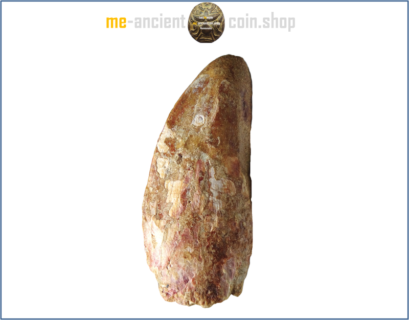 Kem Kem Beds, Taouz, big Carcharodontosaurus saharicus​ tooth 70mm