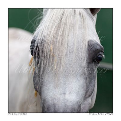 2013-09-01-0152 - Belgium, Lanaken - 1x1 big 2013-09-01-0152 - Belgium, Lanaken - 1x1 big