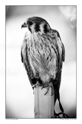 2013-07-21-0051 - Belgique, Bilzen - 2x3 grand