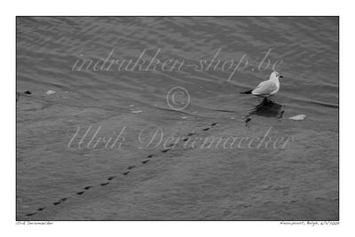 2009-11-06-0007 - Belgium, Nieuwpoort - 3x2 big