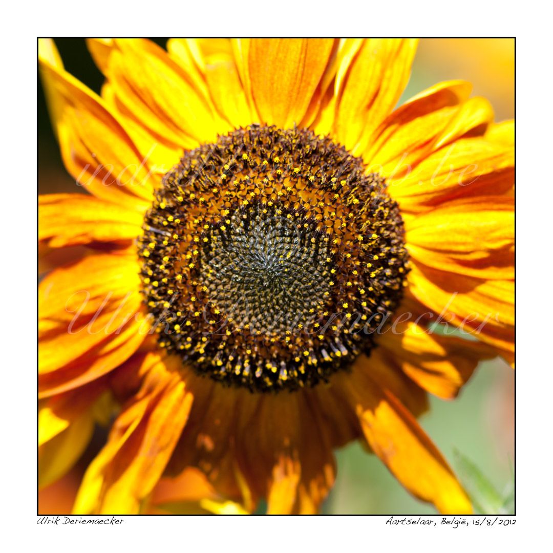 2012-08-15-0001 - Belgium, Aartselaar - 1x1 big