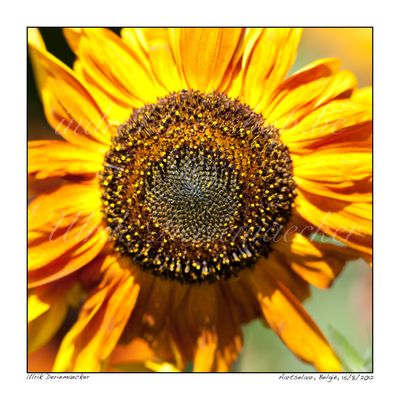 2012-08-15-0001 - Belgium, Aartselaar - 1x1 big 2012-08-15-0001 - Belgium, Aartselaar - 1x1 big