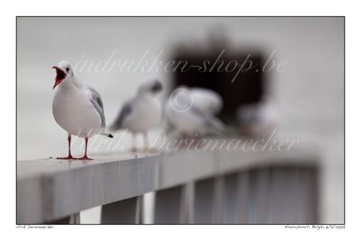 2009-11-06-0033 - Belgium, Nieuwpoort - 3x2 big