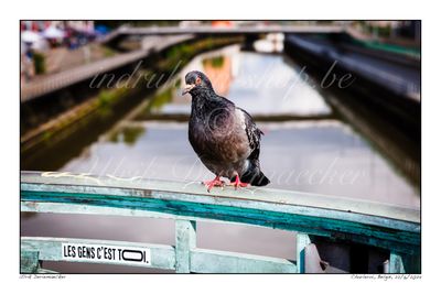 2024-06-22-0006 - Belgium, Charleroi - 3x2 big