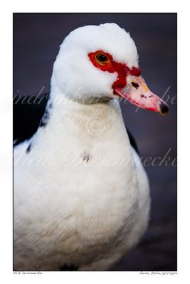 2024-01-10-0110 - Italië, Garda - Formaat 2 x 3