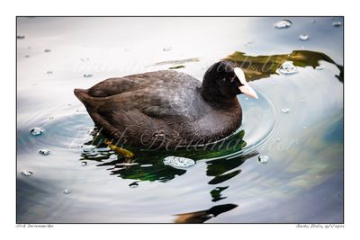 2024-01-10-0095 - Italië, Garda - Formaat 3 x 2