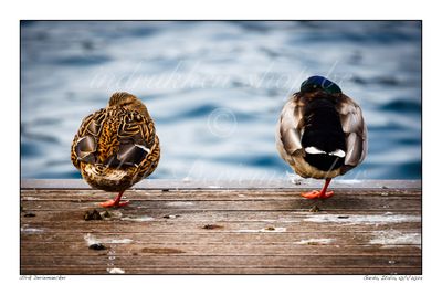 2024-01-10-0079 - Italië, Garda - Formaat 3 x 2